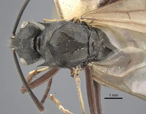 Polyrhachis similis specimen CASENT0917285 image casent0917285_1