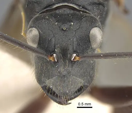 Polyrhachis similis specimen CASENT0917285 image casent0917285_2