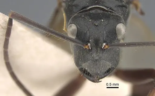 Polyrhachis similis specimen CASENT0917285 image casent0917285_3