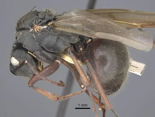 Polyrhachis similis specimen CASENT0917285 image casent0917285_4