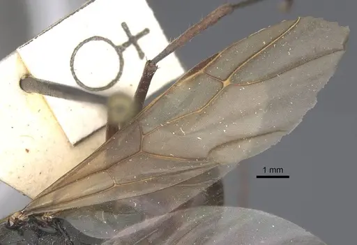 Polyrhachis similis specimen CASENT0917285 image casent0917285_5
