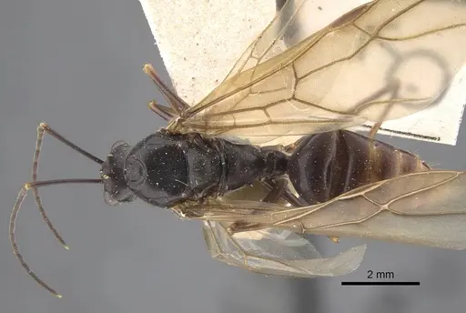 Polyrhachis similis specimen CASENT0917286 image casent0917286_1