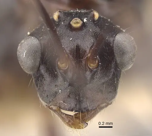 Polyrhachis similis specimen CASENT0917286 image casent0917286_2