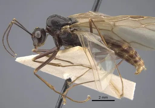 Polyrhachis similis specimen CASENT0917286 image casent0917286_3