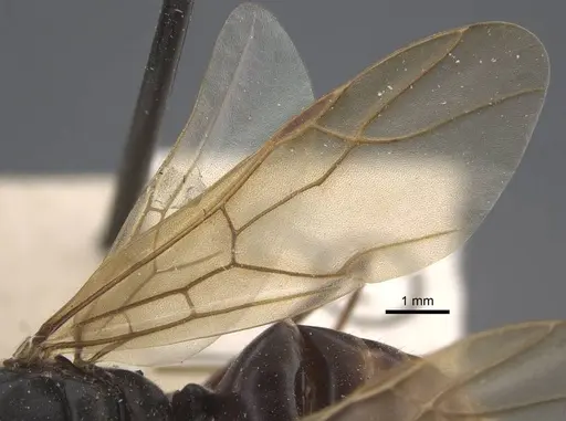 Polyrhachis similis specimen CASENT0917286 image casent0917286_4