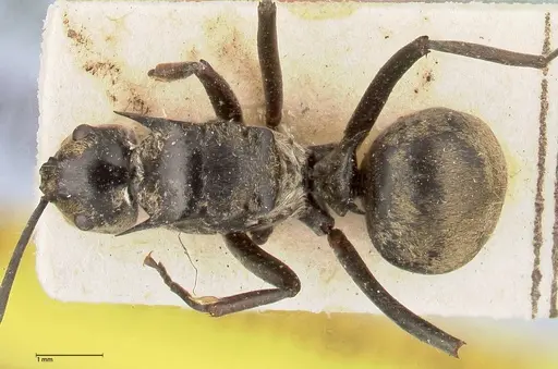 Polyrhachis similis specimen FOCOL0440 image focol0440_1