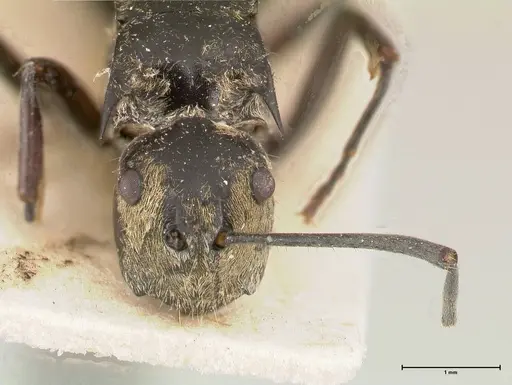 Polyrhachis similis specimen FOCOL0440 image focol0440_2