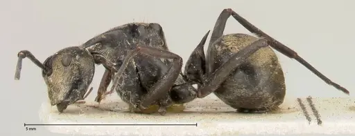 Polyrhachis similis specimen FOCOL0440 image focol0440_3