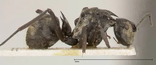 Polyrhachis similis specimen FOCOL0440 image focol0440_4