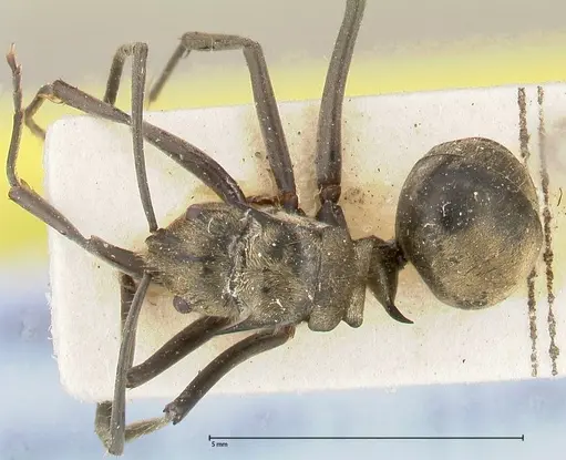 Polyrhachis similis specimen FOCOL0445 image focol0445_1