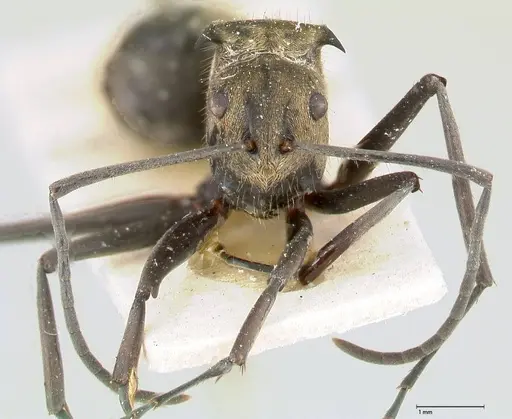 Polyrhachis similis specimen FOCOL0445 image focol0445_2