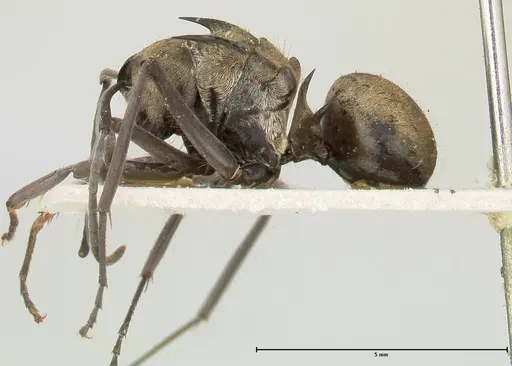 Polyrhachis similis specimen FOCOL0445 image focol0445_3