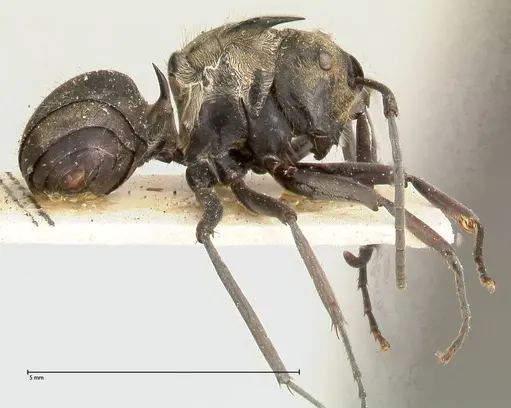 Polyrhachis similis specimen FOCOL0445 image focol0445_4