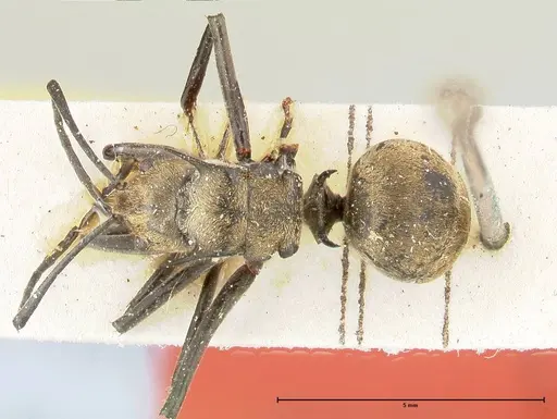Polyrhachis similis specimen FOCOL0446 image focol0446_1
