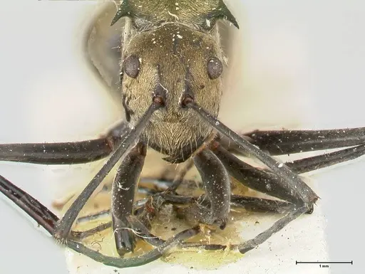Polyrhachis similis specimen FOCOL0446 image focol0446_2