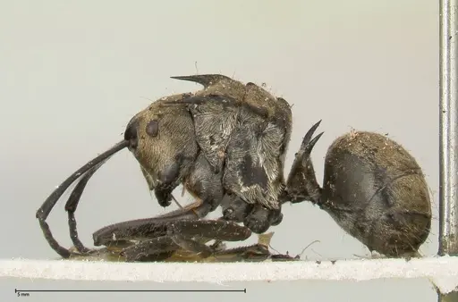 Polyrhachis similis specimen FOCOL0446 image focol0446_3