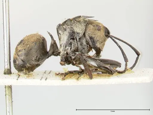 Polyrhachis similis specimen FOCOL0446 image focol0446_4