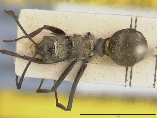 Polyrhachis similis specimen FOCOL0447 image focol0447_1