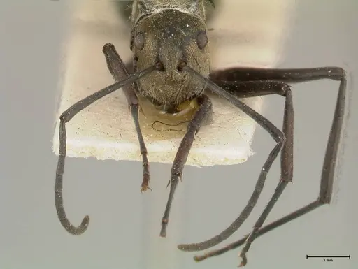 Polyrhachis similis specimen FOCOL0447 image focol0447_2
