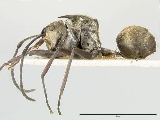 Polyrhachis similis specimen FOCOL0447 image focol0447_3