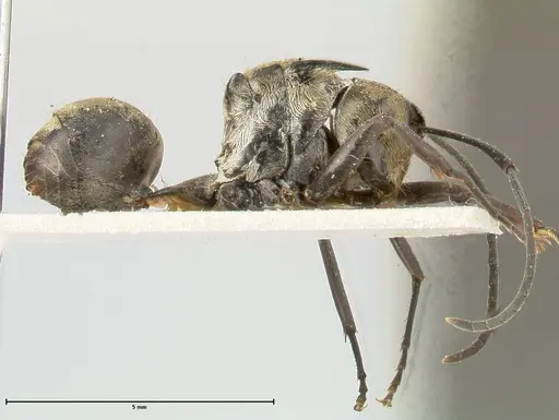 Polyrhachis similis specimen FOCOL0447 image focol0447_4