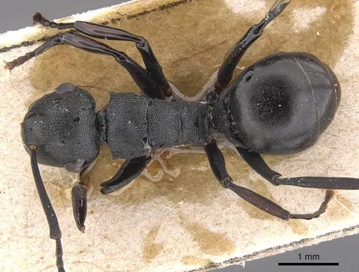 Polyrhachis simillima specimen CASENT0905825 image casent0905825_1