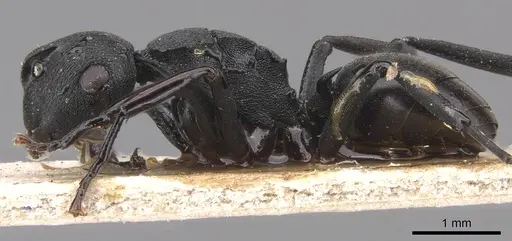 Polyrhachis simillima specimen CASENT0905825 image casent0905825_3