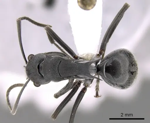 Polyrhachis sokolova specimen CASENT0281361 image casent0281361_1