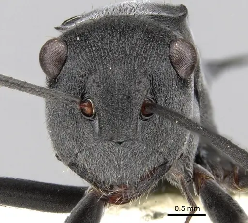 Polyrhachis sokolova specimen CASENT0281361 image casent0281361_2