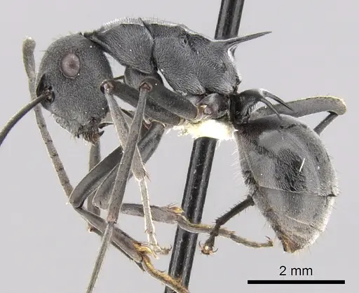 Polyrhachis sokolova specimen CASENT0281361 image casent0281361_3