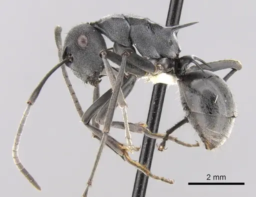 Polyrhachis sokolova specimen CASENT0281361 image casent0281361_4