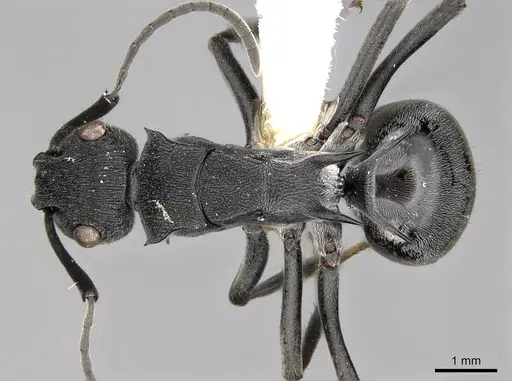 Polyrhachis sokolova specimen CASENT0281421 image casent0281421_1