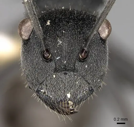 Polyrhachis sokolova specimen CASENT0281421 image casent0281421_2