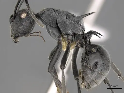 Polyrhachis sokolova specimen CASENT0281421 image casent0281421_3