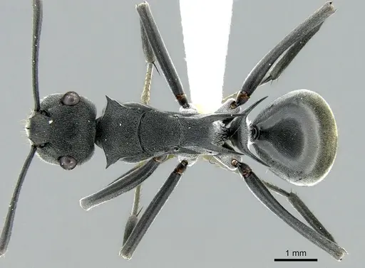 Polyrhachis sokolova specimen CASENT0906592 image casent0906592_1