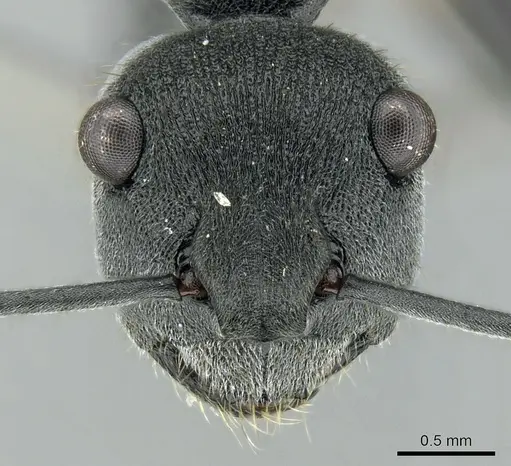 Polyrhachis sokolova specimen CASENT0906592 image casent0906592_2