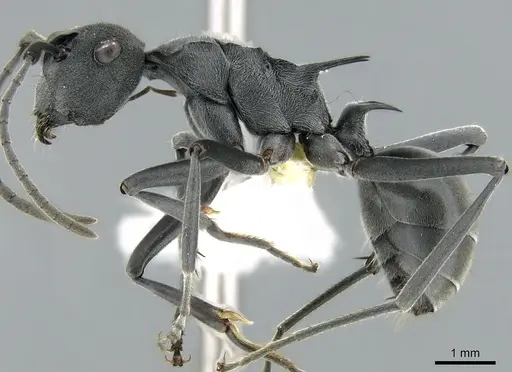 Polyrhachis sokolova specimen CASENT0906592 image casent0906592_3