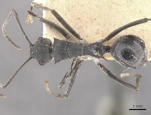 Polyrhachis sokolova specimen CASENT0910810 image casent0910810_1