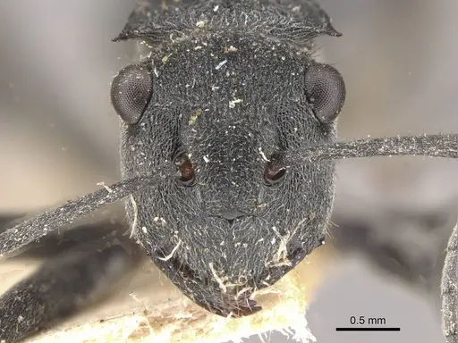 Polyrhachis sokolova specimen CASENT0910810 image casent0910810_2