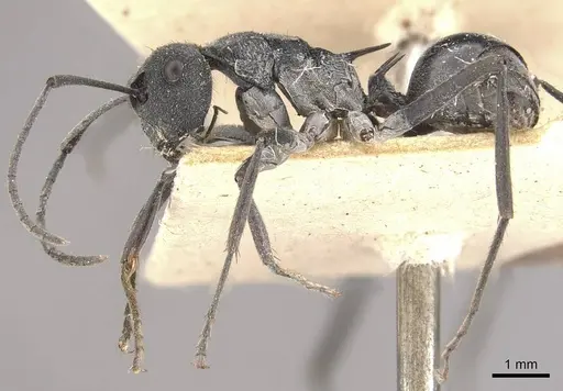 Polyrhachis sokolova specimen CASENT0910810 image casent0910810_3