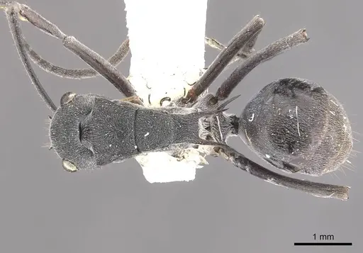 Polyrhachis sokolova specimen CASENT0910811 image casent0910811_1