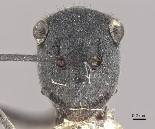 Polyrhachis sokolova specimen CASENT0910811 image casent0910811_2