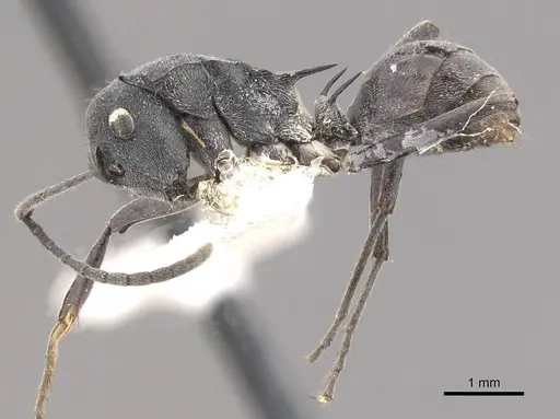 Polyrhachis sokolova specimen CASENT0910811 image casent0910811_3