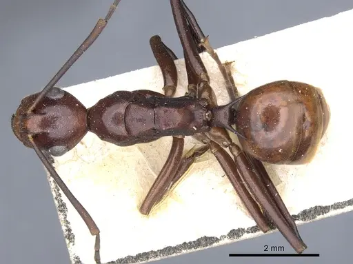 Polyrhachis solmsi specimen CASENT0903308 image casent0903308_1