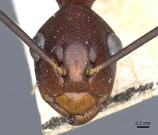 Polyrhachis solmsi specimen CASENT0903308 image casent0903308_2