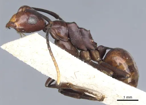 Polyrhachis solmsi specimen CASENT0903308 image casent0903308_3