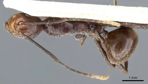Polyrhachis solmsi specimen CASENT0905557 image casent0905557_1