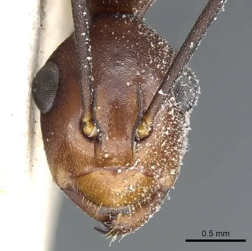 Polyrhachis solmsi specimen CASENT0905557 image casent0905557_2