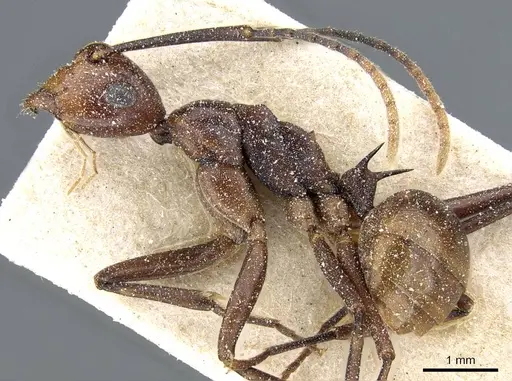 Polyrhachis solmsi specimen CASENT0905557 image casent0905557_3