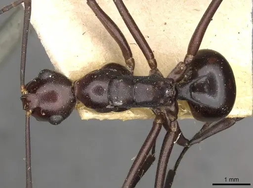 Polyrhachis solmsi specimen CASENT0910790 image casent0910790_1